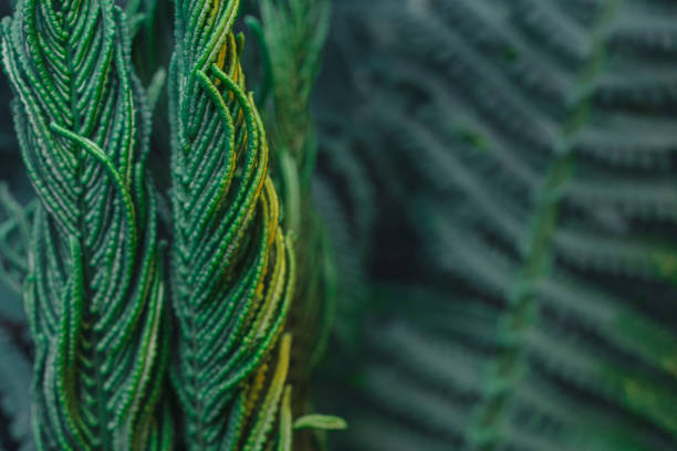 istock Green fern leaves 1085303624