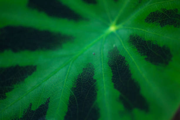 istock Green leaf with spots of water lily 1085303734