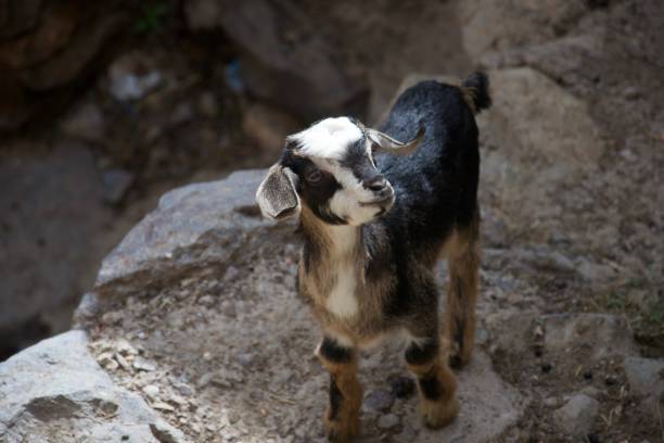 istock A sweet little mountain goat in a rocky environment 1085304420