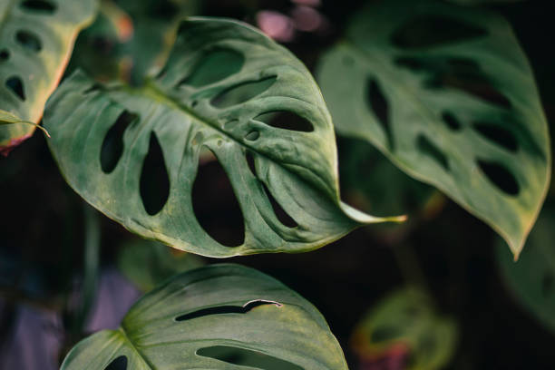 istock Monstera Deliciosa Cheese Plant Leaves 1085304530