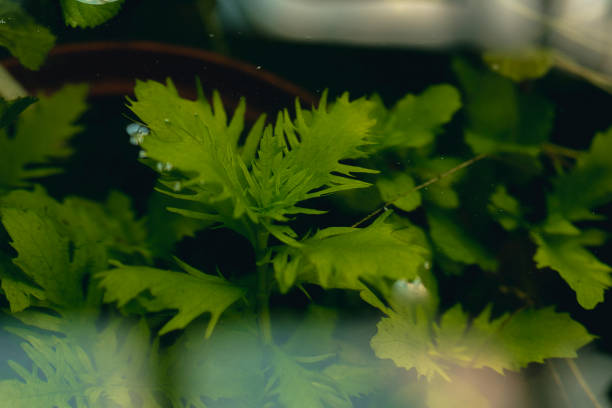 istock Underwater plants of tropical climate 1085304848