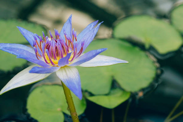 Botanical Garden, Bouquet, Flower, Plant, Seedling
