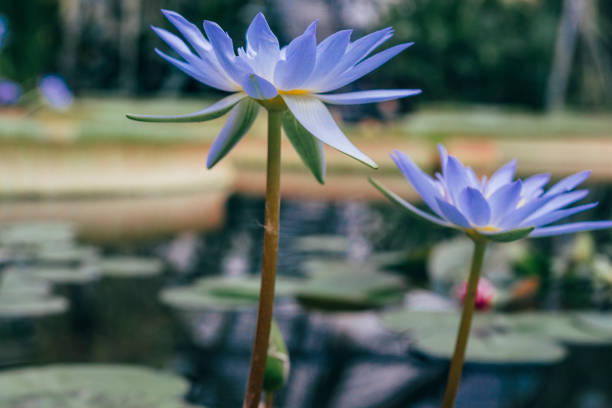Botanical Garden, Bouquet, Flower, Plant, Seedling