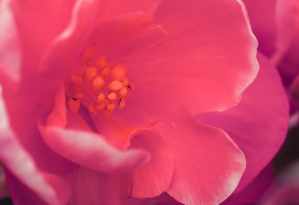 istock beautiful pink flower close-up macro 1085306082