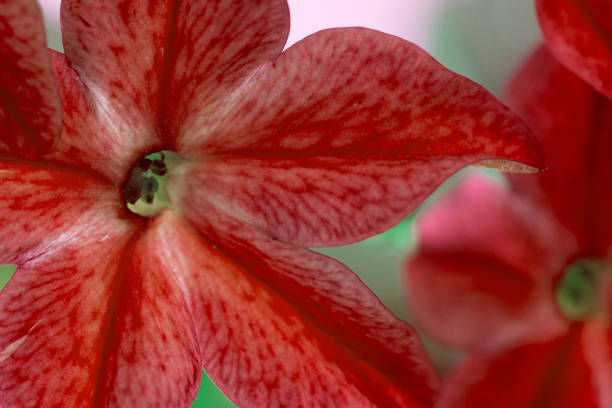 istock beautiful pink flower close-up macro 1085306230