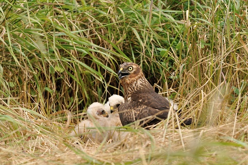 Montagu's harrier at nest (Circus pygargus)
