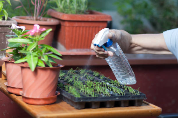 istock Cropped Image Of Hand Spraying Water On Seedlings 1085313236