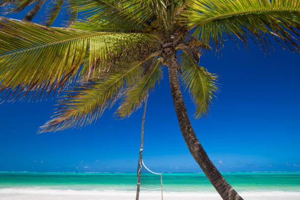 istock Zanzibar, landscape sea, palms beach 1085313500