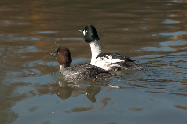 couple of common goldeneye (Bucephala clangula)