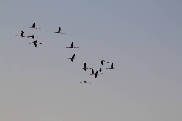 istock flamingos in the sky 1085314550