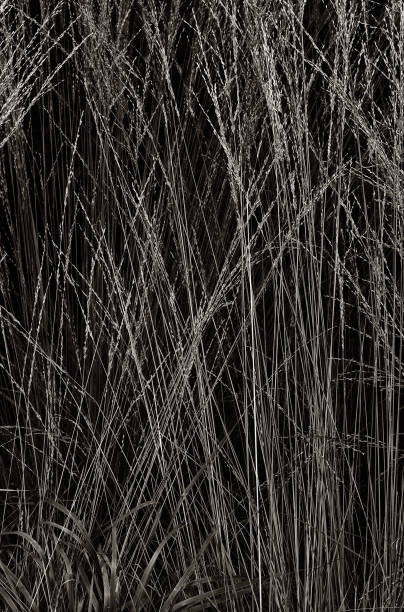 istock Black-and-white background or texture. High dry grass in dark colors 1085317990