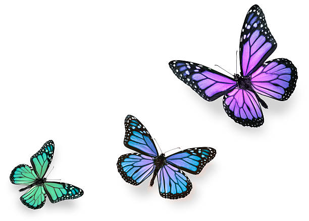 istock Green blue and purple butterflies 108531882