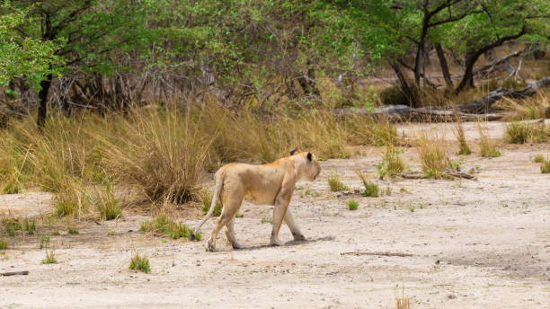 istock Tanzania. Lion in Selous park 1085325748