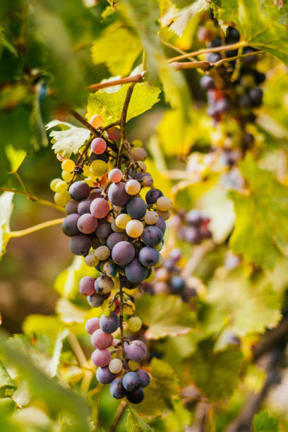 raisins à la vigne - sultana california photos et images de collection
