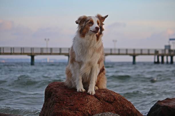istock australian shepherd portrait at the beach 1085328022