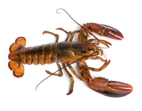 High angle view of American lobster, Homarus americanus, in front of white background.