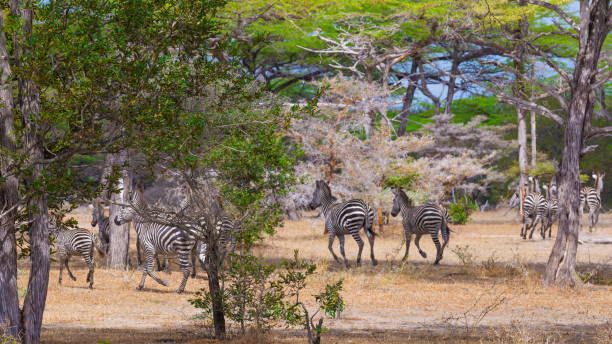 istock Tanzania. Zebras graze in Selous park 1085330380