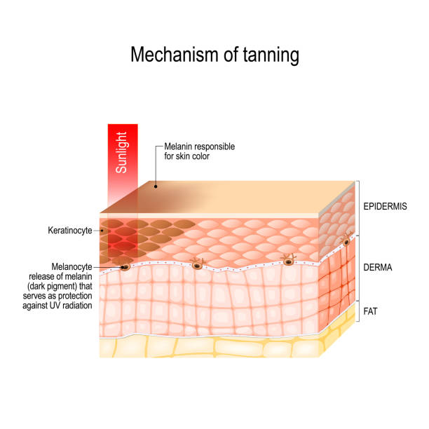 механизм загара. пигментации кожи. поперечное сечение кожи человека. - melanocyte stock illustrations