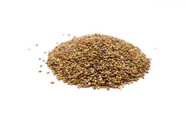 istock A bunch of alfalfa seeds isolated on white background 1085340246
