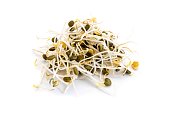 Mungo bean sprouts isolated on white background