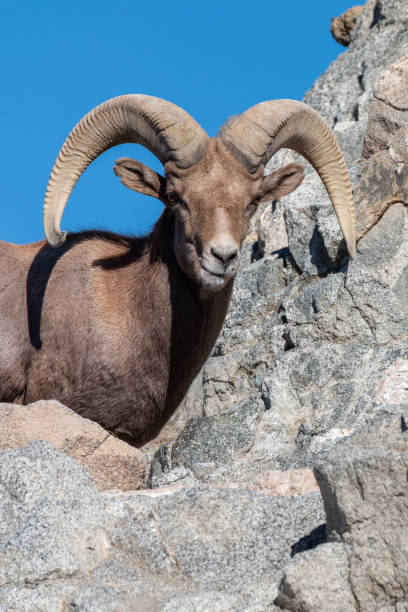 istock Desert Bighorn Sheep Ram 1085342618
