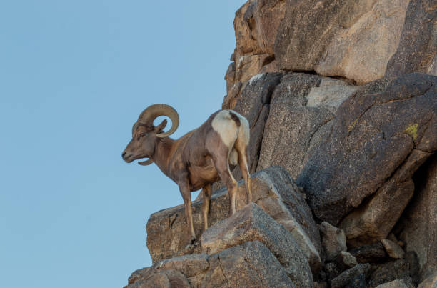 istock Desert Bighorn Sheep Ram 1085342648