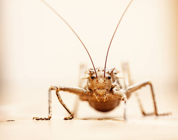 Weird bug, known as an armoured ground cricket stock photo