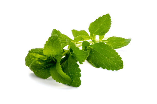 istock Green stevia plant isolated on white background 1085344060
