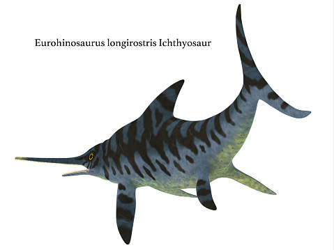 Eurhinosaurus was a carnivorous Ichthyosaur reptile that lived in Europe during the Jurassic Period.