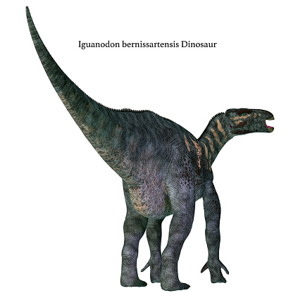Iguanodon was a herbivorous ornithopod dinosaur that lived in Europe during the Cretaceous Period.