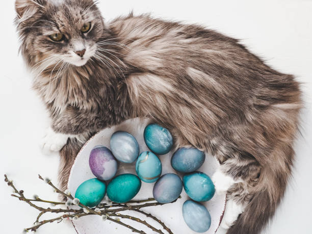 istock Easter eggs painted with bright colors and a charming kitten 1085344514