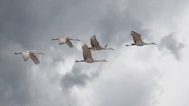istock Sandhill Cranes Fly in Skein Formation 1085345360