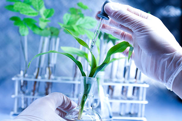 istock Scientist examining plants with gloves on 108534560