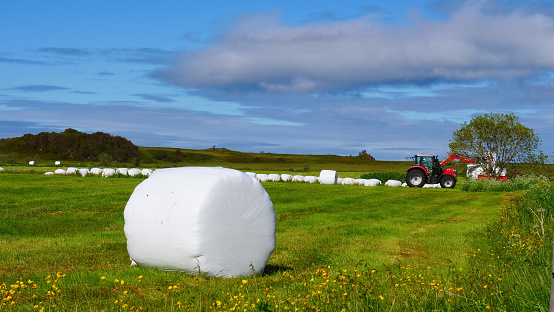 Agricultural landscape with straw packages on field. Cereal bale of hay wrapped in plastic white foil, summer in norwegian country, Lofoten