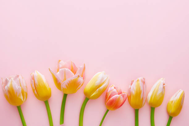 istock Tulip variation on a pink background viewed from above. Top view. Copy space 1085347004