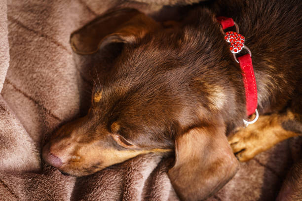 istock Little dog sitting on couch 1085350426