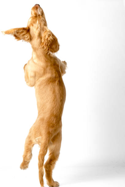 istock Cocker Spaniel Dog and Puppy 1085350976