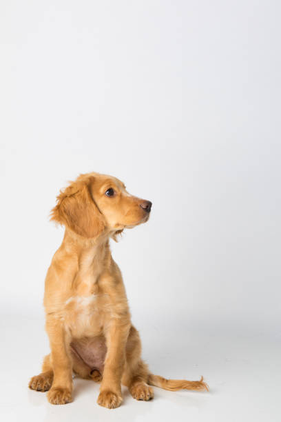 istock Cocker Spaniel Dog and Puppy 1085351014
