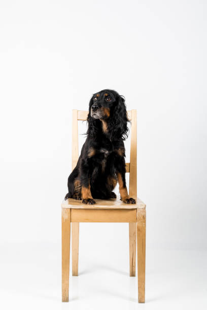istock Cocker Spaniel Dog and Puppy 1085351032