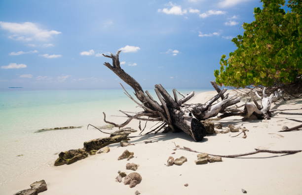 istock Maldives,  tropical sea background 2! 1085355624