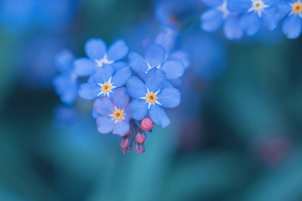 istock spring background forget-me-not flowers 1085355760