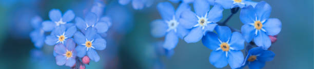 istock panorama spring background forget-me-not flowers 1085355900