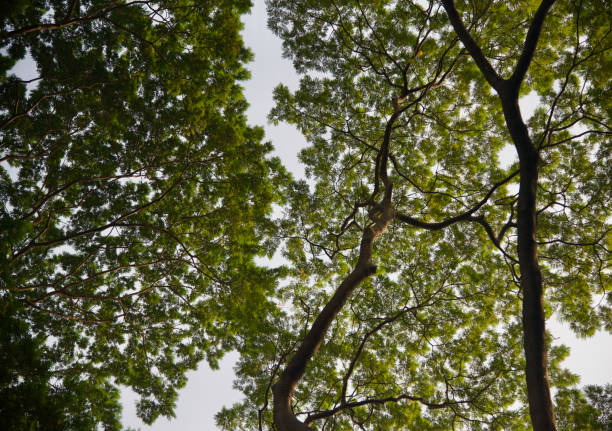 istock Beautiful tree parts with green leaves 1085356592