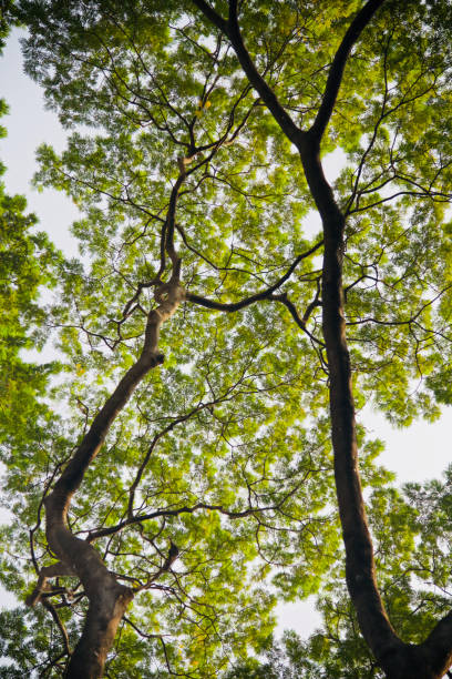 istock Green tree leaves isolated natural photo 1085358278