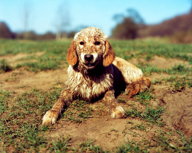 Muddy, wet golden retriever dog