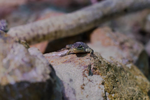 Spinks Lizard 470+ Green Spiny Lizard Photos Stock Photos, Pictures & Royalty-Free ...