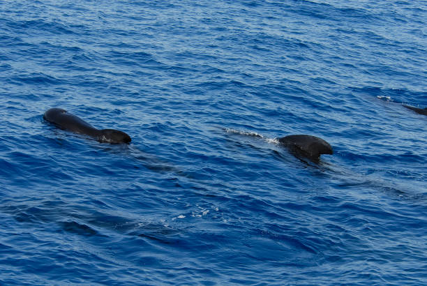 istock Beautiful dolphins into the sea 1085361112