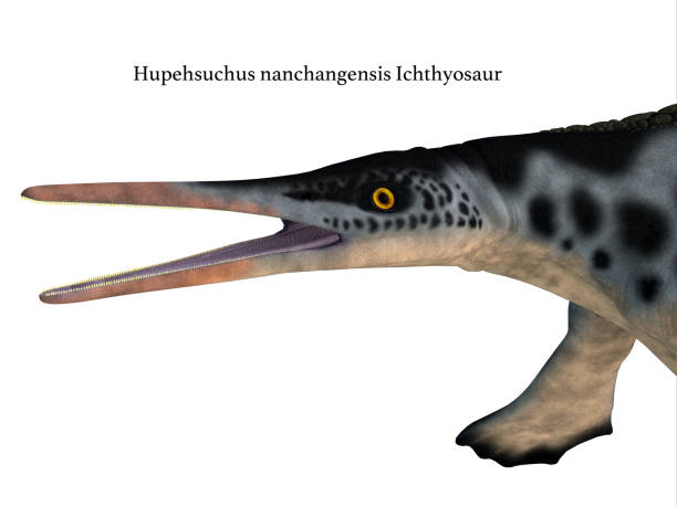 istock Hupehsuchus Reptile Head with Font 1085367146