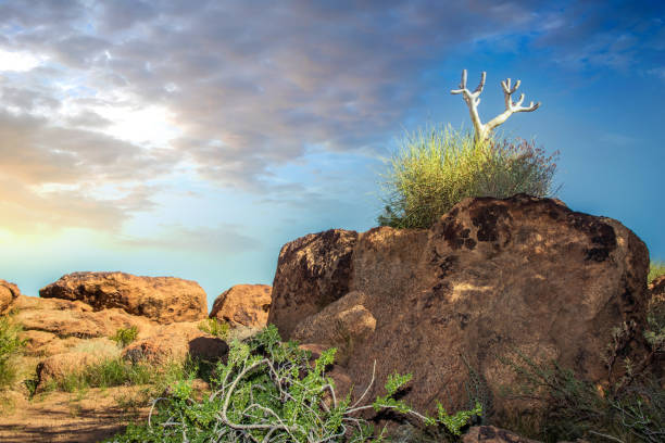 Quiver tree, Northern cape, South Africa