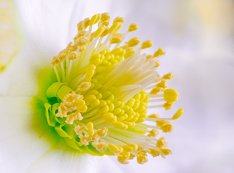 Focus stacked macro of a christmas rose flower blossom